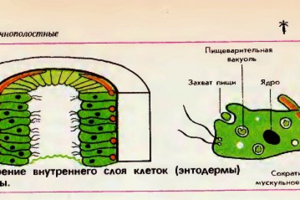 Блэк спрут бот