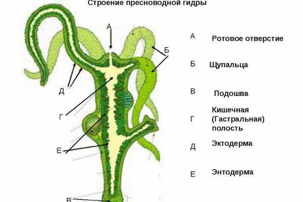 Блекспрут пасарамос